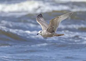 Gerahmter Druck : Thayers-Möwe, Larus thayeri Gerahmter Druck : Thayers-Möwe, Larus thayeri