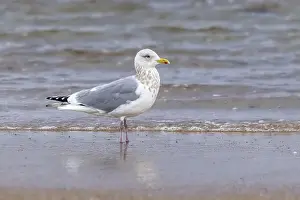 Seabirds Of Europe Drucke: Thayer's Gull, Larus thayeri
