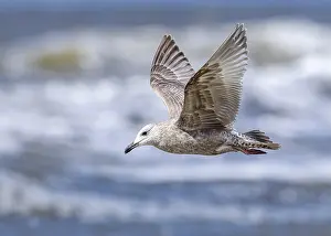 Gerahmter Druck : Thayers-Möwe, Larus thayeri Gerahmter Druck : Thayers-Möwe, Larus thayeri