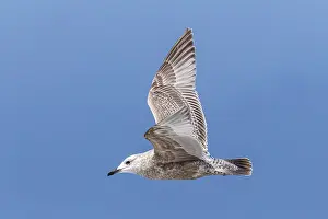 Migratory Bird Europe Drucke: Thayer's Gull, Larus thayeri