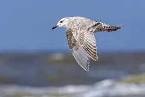 Gerahmter Druck : Thayers-Möwe, Larus thayeri Gerahmter Druck : Thayers-Möwe, Larus thayeri