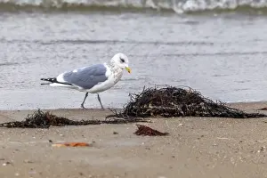Gerahmter Druck : Thayers-Möwe, Larus thayeri Gerahmter Druck : Thayers-Möwe, Larus thayeri