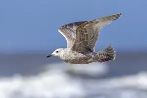 European Wildlife Fauna Drucke: Thayer's Gull, Larus thayeri