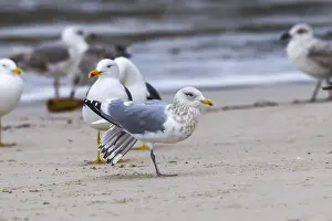 Gerahmter Druck : Thayers Meeuw, Larus thayeri Gerahmter Druck : Thayers Meeuw, Larus thayeri