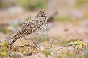 Nature Portraits Drucke: Thekla Lark