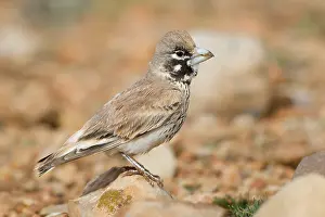 Wildlife Portrait Photos Drucke: Thick-billed Lark