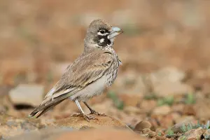 Passeriformes Birds Drucke: Thick-billed Lark