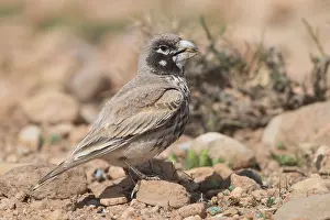 Passeriformes Birds Drucke: Thick-billed Lark