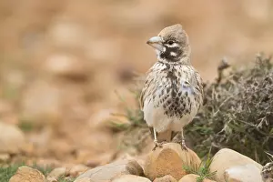 Passeriformes Species Drucke: Thick-billed Lark