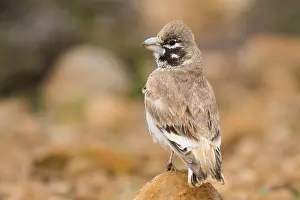 Wildlife Portrait Photography Drucke: Thick-billed Lark