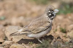 Passeriformes Birds Drucke: Thick-billed Lark