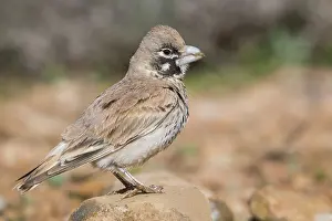 Passeriformes Birds Drucke: Thick-billed Lark