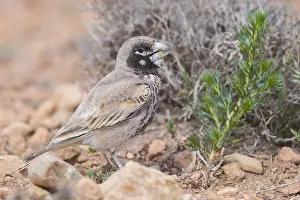 Daytime Bird Photography Drucke: Thick-billed Lark