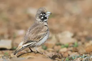 Passeriformes Birds Drucke: Thick-billed Lark