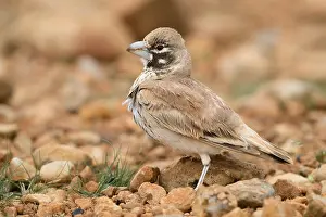 Passeriformes Birds Drucke: Thick-billed Lark