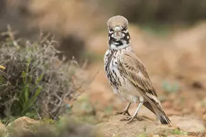 Daytime Bird Photography Tips Drucke: Thick-billed Lark