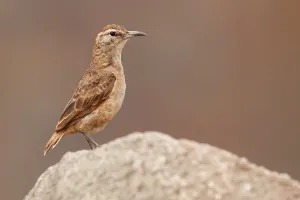 Birdwatching In Peru Drucke: Thick-billed Miner