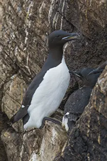 Wildlife In Norway Drucke: Thick-billed Murre