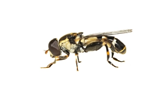 European Hoverfly Drucke: thick-legged hoverfly, Menuetzweefvlieg