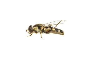 dickebeinige Schwebfliege, Menuetzweefvlieg, Syritta pipiens