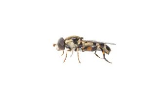 Dickebeinige Mückenschwanzfliege, Menuetzweefvlieg, Syritta pipiens