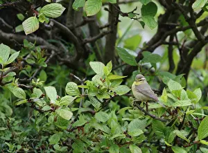 Nature Photography In Asia Drucke: Tickell's Leaf Warbler, Phylloscopus affinis