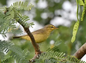 Bilder Datiert 10. Dezember 2018: Tickells Blattsänger, Phylloscopus affinis