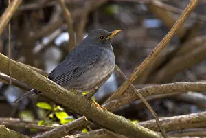 Tickells Lijster, Tickell's Thrush, Turdus unicolor