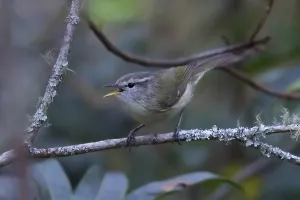 Leaf Warbler Species Drucke: Timor Leaf Warbler, Phylloscopus presbytes