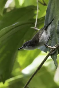 Bilder vom 17. Juli 2015: Timormangrovezanger, Plain Gerygone, Gerygone inornata