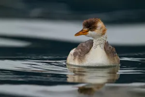 South American Birdlife Drucke: Titicaca Grebe