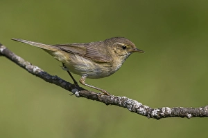 Bilder Datiert 25. Juni 2015: Tjiftjaf; Chiffchaff; Phylloscopus collybita