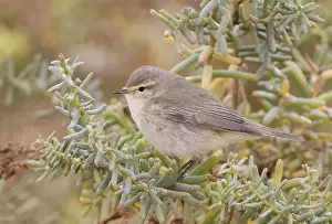 Tjiftjaf, Common Chiffchaff, Phylloscopus collybita