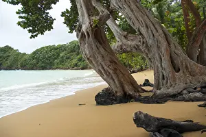 Caribbean Beach Scene Drucke: Tobago