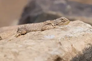 Trapelus mutabilis