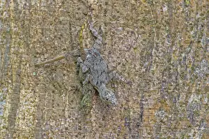 Baum-Anolis