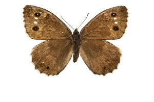 White Background Insect Photography Drucke: Tree Grayling, Hipparchia statilinus