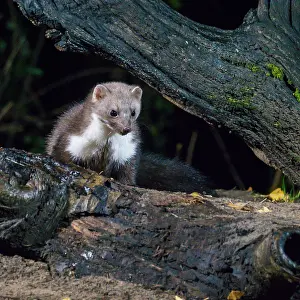 Black Background Wildlife Photo Drucke: Tree, marten; Martes martes