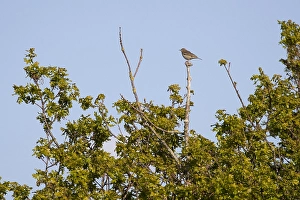 Songbird Perched On Branch Drucke: Tree Pipit perched on high post