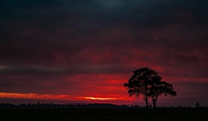 Sunset In Europe Drucke: Trees at sunset