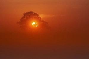 Dutch Landscape Drucke: Trees at sunset