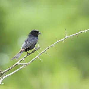 Treurdrongo, Fork-tailed Drongo, Dicrurus adsimilis