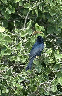Treurdrongo, Gabelschwanz-Draugönne, Dicrurus adsimilis