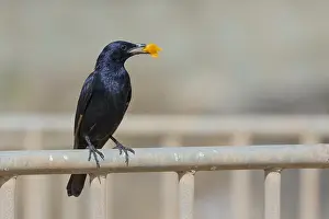 Passeriformes Birds Drucke: Tristram's Starling