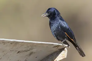 Omani Nature Photography Drucke: Tristram's Starling