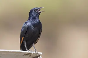 Passeriformes Birds Drucke: Tristram's Starling