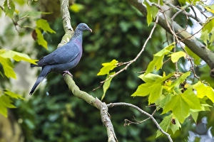 Gerahmter Druck : Trocazer Taube, Columba trocaz Gerahmter Druck : Trocazer Taube, Columba trocaz