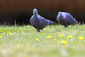 Bilder vom 7. Oktober 2018: Trocazer Taube, Columba trocaz