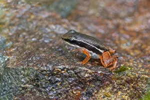 Central America Fauna Drucke: Tropical frog