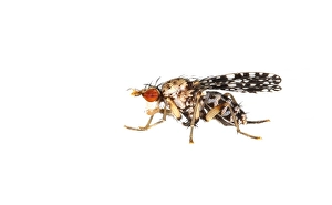 Macro Wildlife Photography Drucke: Trypetoptera punctulata